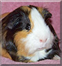 Jeepers the Guinea Pig