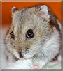 Barcie the Djungarian Hamster