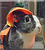 Nibbles the Dutch rabbit