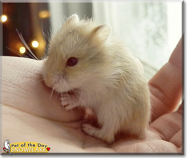 About Russian Dwarf Hamsters