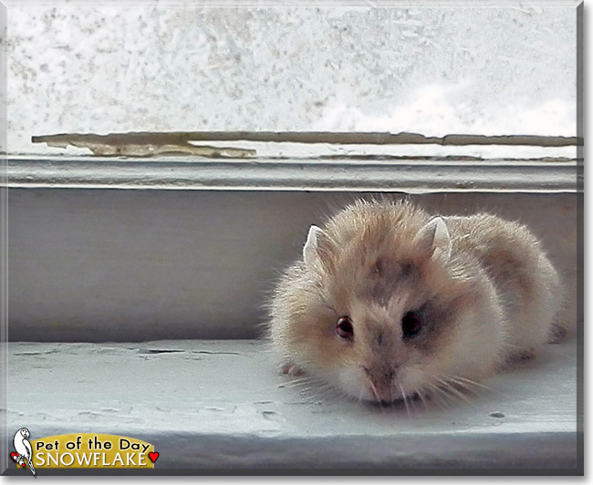 Snowflake, the Pet of the Day Snowflake, the Pet of the Day