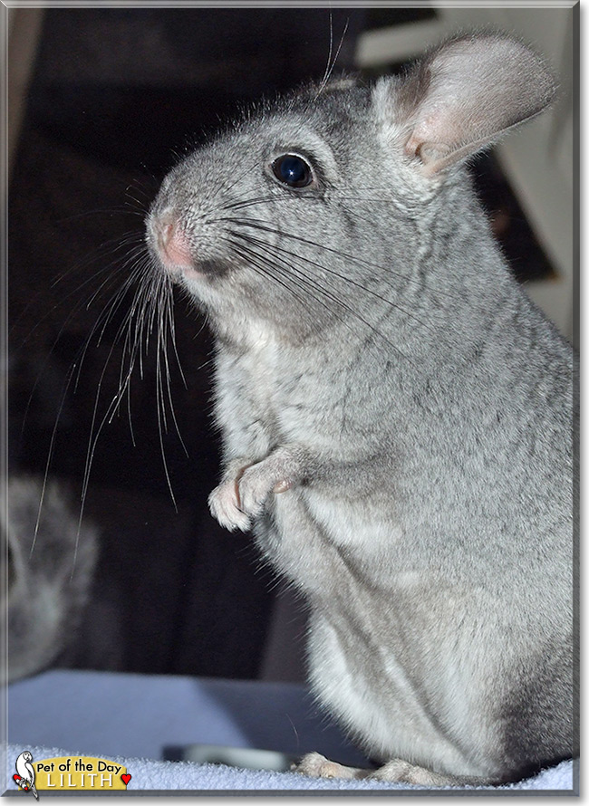 Lilith, the Pet of the Day Lilith, the Pet of the Day
