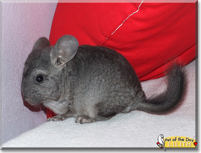 Lilith, the Pet of the Day Lilith, the Pet of the Day
