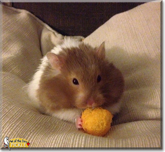 Pickle, the Pet of the Day Pickle, the Pet of the Day