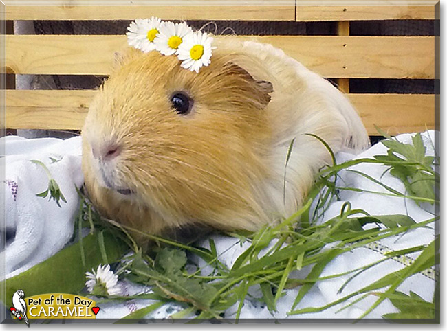 Caramel, the Pet of the Day