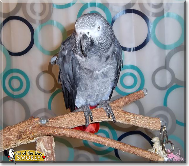 Smokey, the Pet of the Day Smokey, the Pet of the Day