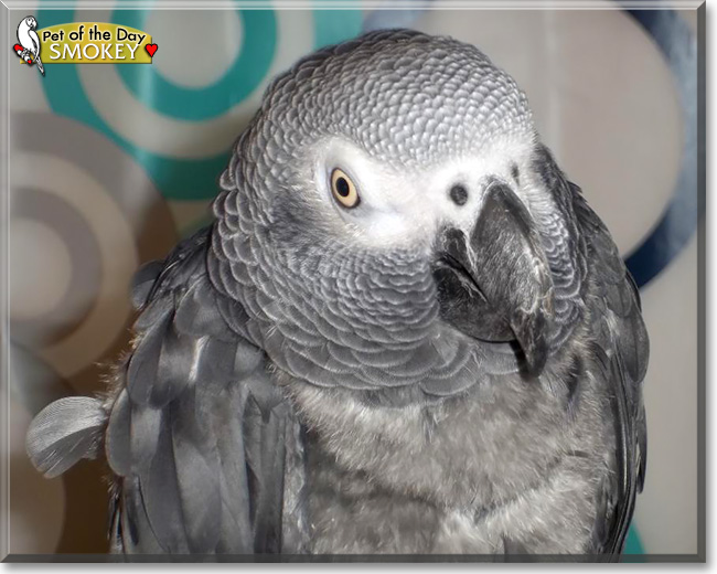 Smokey, the Pet of the Day Smokey, the Pet of the Day