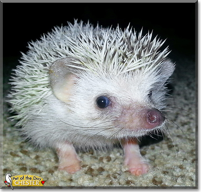 Chester, the Pet of the Day Chester, the Pet of the Day