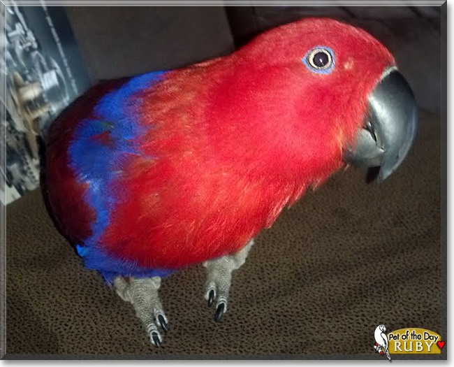 Ruby, the Pet of the Day Ruby, the Pet of the Day