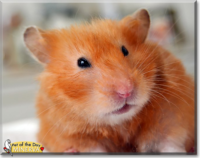 Minerva, the Pet of the Day
