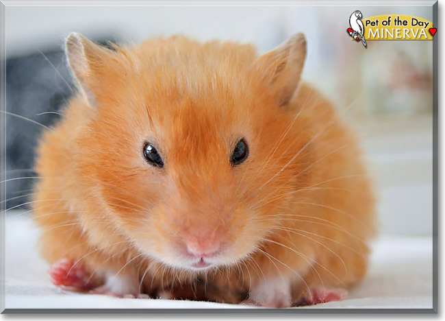 Minerva, the Pet of the Day Minerva, the Pet of the Day