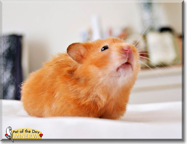 Minerva, the Pet of the Day Minerva, the Pet of the Day