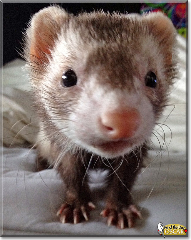 Oscar, the Pet of the Day Oscar, the Pet of the Day