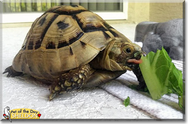 Sheldon, the Pet of the Day Sheldon, the Pet of the Day