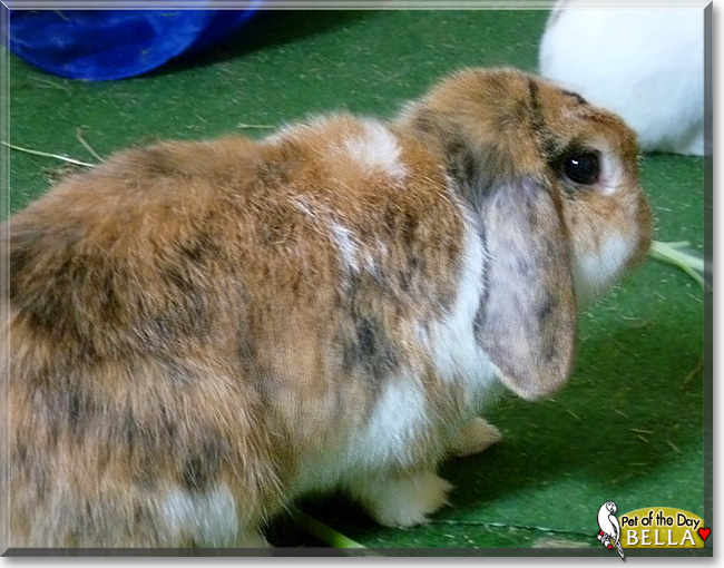 Bella, the Pet of the Day Bella, the Pet of the Day