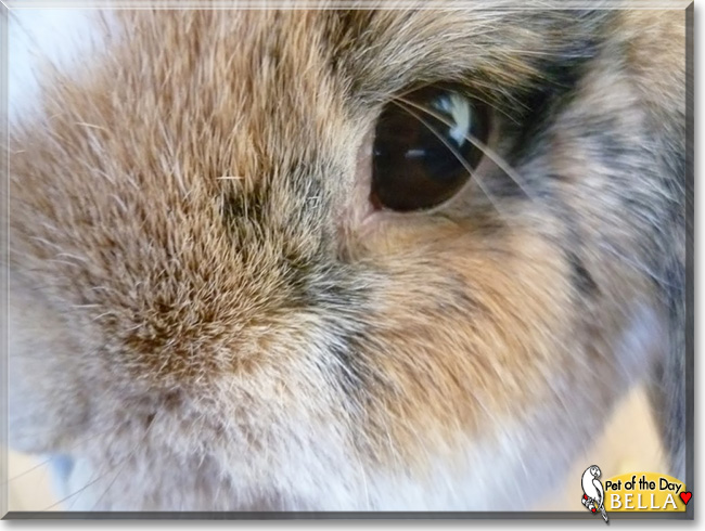 Bella, the Pet of the Day Bella, the Pet of the Day