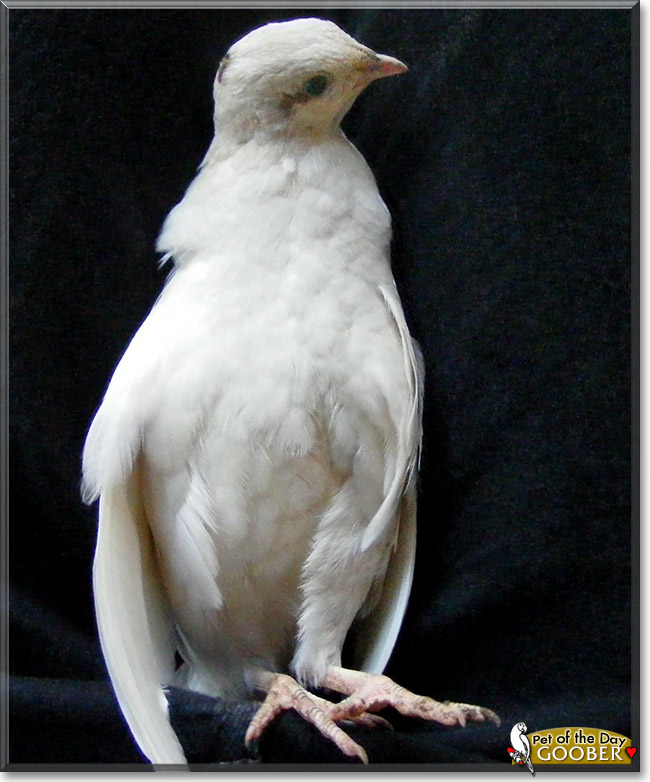 Goober, the Pet of the Day Goober, the Pet of the Day