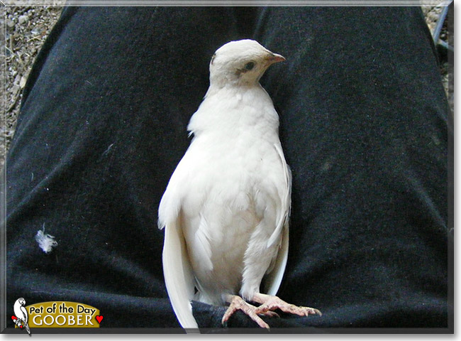 Goober, the Pet of the Day Goober, the Pet of the Day