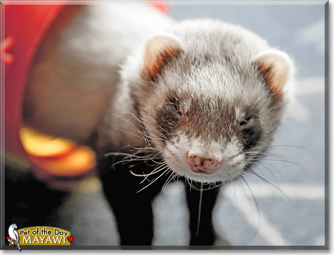 Mayawi, the Pet of the Day