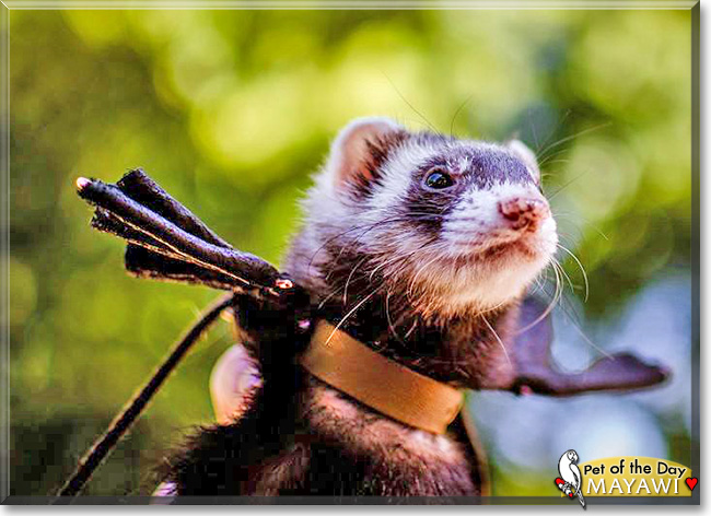 Mayawi, the Pet of the Day Mayawi, the Pet of the Day