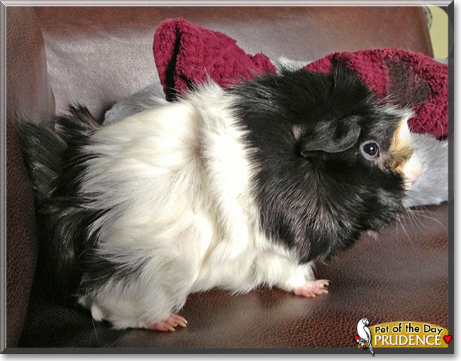 Prudence, the Pet of the Day Prudence, the Pet of the Day