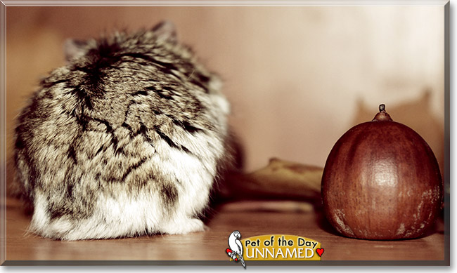 Unnamed, the Pet of the Day Unnamed, the Pet of the Day