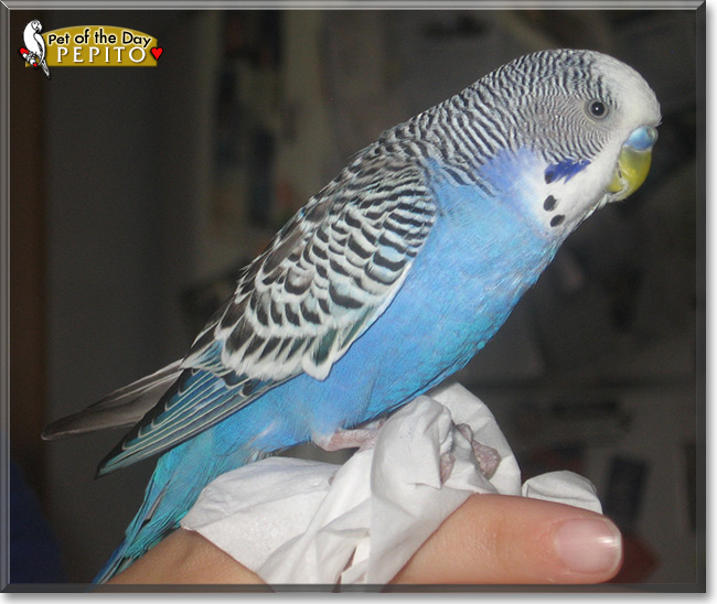 Pepito, the Pet of the Day Pepito, the Pet of the Day
