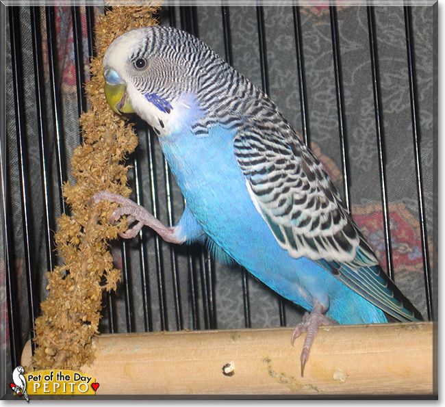 Pepito, the Pet of the Day Pepito, the Pet of the Day