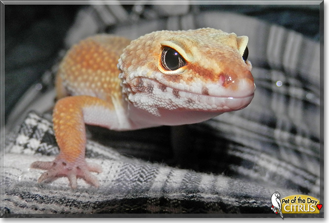 Citrus, the Pet of the Day Citrus, the Pet of the Day