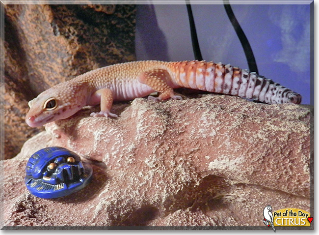 Citrus, the Pet of the Day Citrus, the Pet of the Day