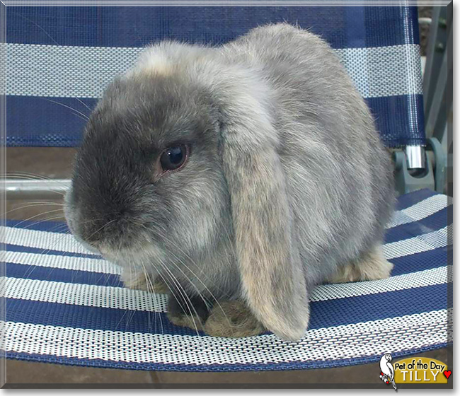 Tilly, the Pet of the Day Tilly, the Pet of the Day
