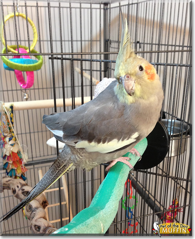 Muffin, the Pet of the Day Muffin, the Pet of the Day