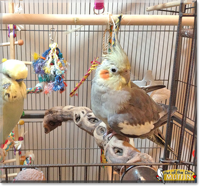 Muffin, the Pet of the Day Muffin, the Pet of the Day