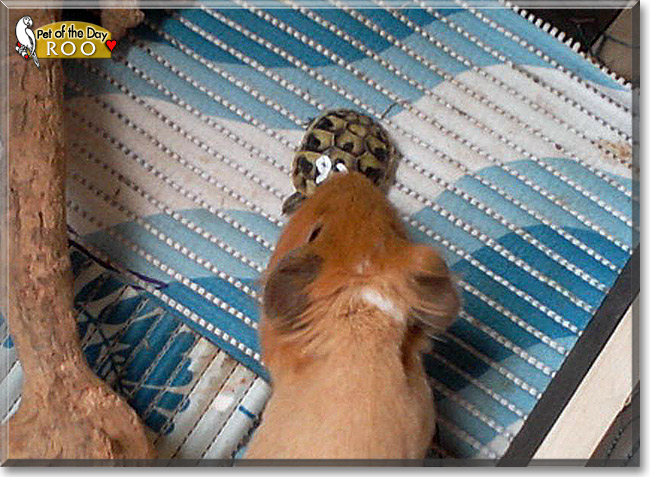 Roo, the Pet of the Day Roo, the Pet of the Day