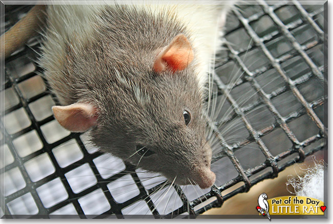 Little Rat, the Pet of the Day Little Rat, the Pet of the Day