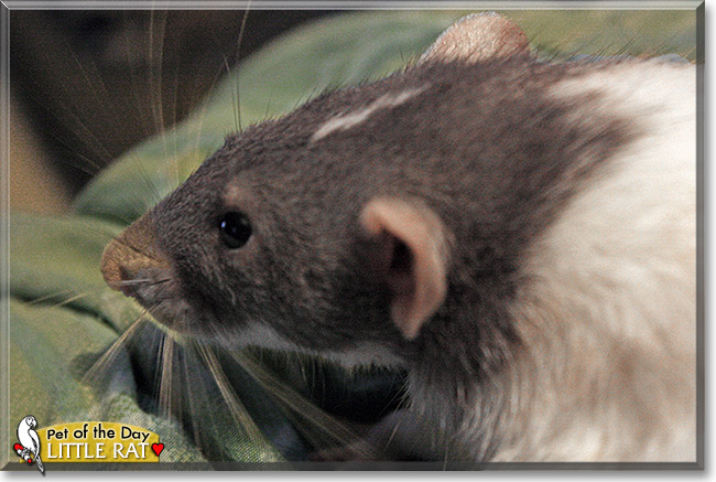 Little Rat, the Pet of the Day Little Rat, the Pet of the Day