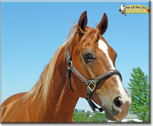 Quincy, the Pet of the Day