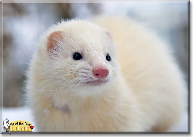 Lune, the Pet of the Day