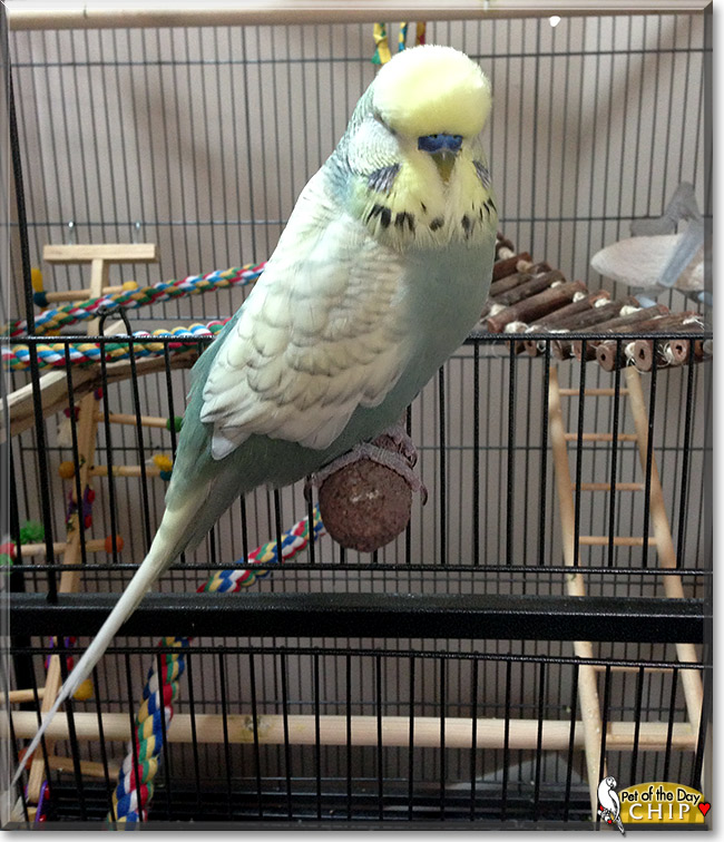 Chip, the Pet of the Day Chip, the Pet of the Day