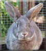 Bruce the Rabbit