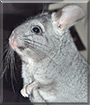 Lilith the Chilean chinchilla