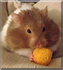 Pickle the Hamster