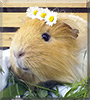Caramel the Peruvian Guinea Pig