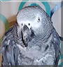Smokey the Congo African Grey