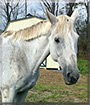 Gunner the Quarter Horse, Thoroughbred