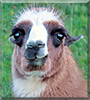 Pearl the Llama