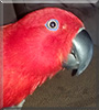 Ruby the Solomon Island Eclectus