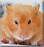 Minerva the Syrian Hamster