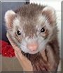 Oscar the Ferret