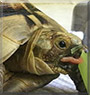 Sheldon the Russian Tortoise